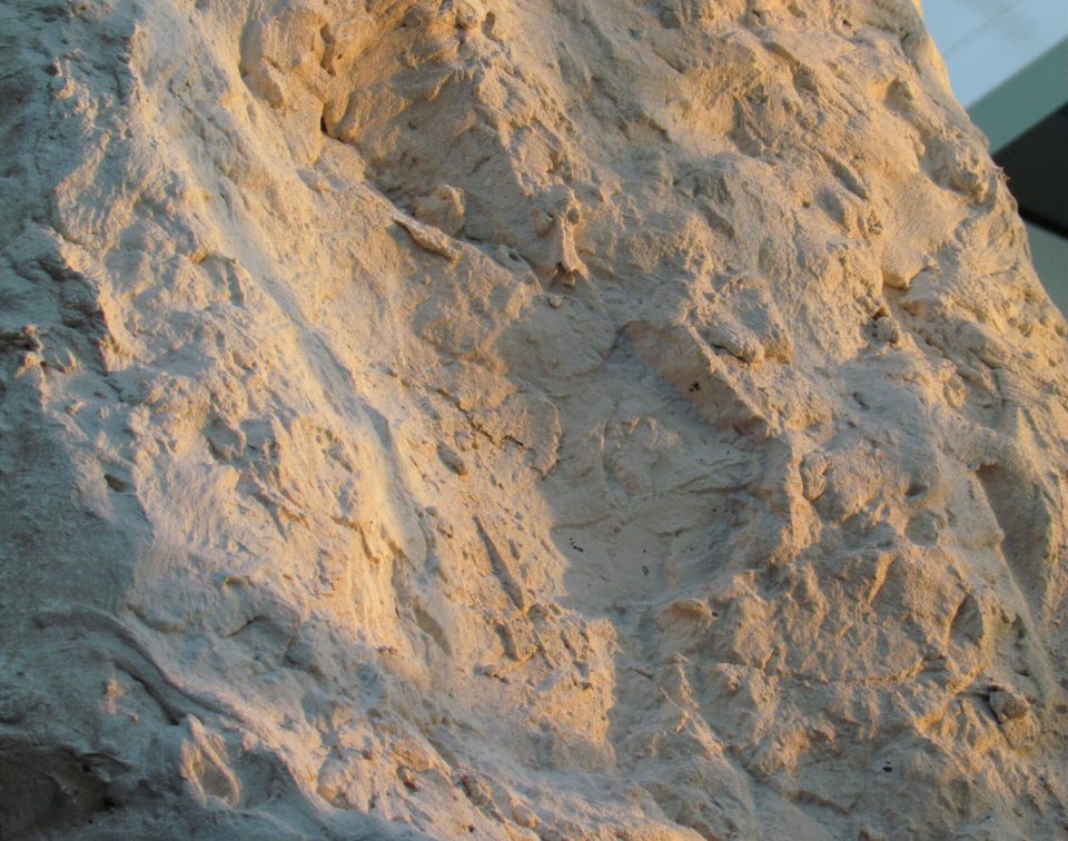 Felswandaida fein 078